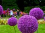 Hoa Allium - Onion Giant