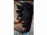 Bán chó Rottweiler Con dòng đại