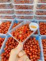???????? Chùm Ruột Rim Mật Ong ????hộp 500gr ăn là ghiền