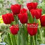 Hạt giống hoa tulip – Bịch 10 hạt