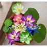 Hạt giống hoa sen 7 màu – Bịch 10 hạt