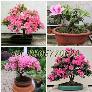 Hạt giống hoa đỗ quyên bonsai – Bịch 10 hạt