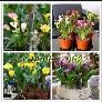 Hạt giống hoa rum Calla Lily – Bịch 10 hạt
