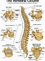 Tranh giải phẫu xương cột sống- The vertebral column
