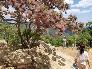 Smoke bush tree - hoa khói