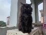 Bé mèo Anh Lông Dài đen 3 tháng tuổi cần tìm chủ mới