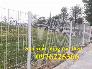 Hàng rào lưới thép mạ kẽm sơn tĩnh điện phi 3, phi 4, phi 5, phi 6
