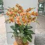Chậu hoa lan hồ điệp màu cam sọc 12 cành- HLNK04