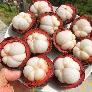 Măng cụt Quả măng cụt Mangosteen Nhà Vườn Tại Gia set 5kg 