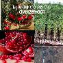 Cây giống lựu lùn đỏ Ấn Độ, lựu lùn F1, cây giống nhập khẩu chất lượng cao