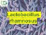 Bán men vi sinh Probiotic nguyên liệu Lactobacillus rhamnosus