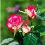 Hạt giống hoa hồng mix 2 màu – Bịch 10 hạt – Mã số 1062