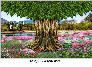 Tranh cây bồ đề - tranh gạch 3d cây bồ đề - 985CM