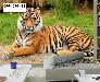 Tranh gạch 3d con hổ phong thủy - 943XM