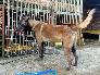 Nhận phối giống chó Bec bỉ , Malinois