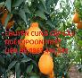 Chuyên cung cấp cây cam dekopon nhật