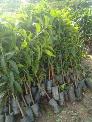 Cây giống xoài tím Thái Lan - Hướng dẫn kĩ thuật trồng và chăm sóc cây Xoài Tím Thái Lan .
