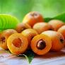 Cây Nhót Nhật Bản ( cây Biwa Nhật Bản , Cây Tỳ Bà ) , giao hàng toàn quốc .