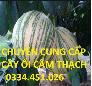 Bán cây ổi cẩm thạch ,chuyên cung cấp cây ổi giống  chuẩn