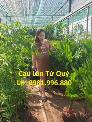 Cây Cau Lùn Choai , cau lùn cảnh trồng chậu siêu xinh