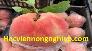 Cây Đào Tiên Nhật Bản , Giống Cây Đào Tiên Chịu Nhiệt , Giao Hàng Toàn Quốc .