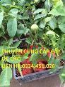Cây óc chó -Cam kết giống chuẩn, năng suất cao