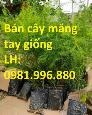 Cây Măng Tây Xanh , Cam kết chuẩn giống , Giao Hàng Toàn Quốc .