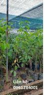 Chuyên cung cấp cây giống, cây choai hồng nhân hậu, cây hồng nhân hậu, hồng đỏ, kỹ thuật trồng cây hồng nhân hậu