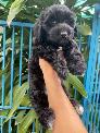 Poodle Tiny Đen lông đẹp mướt