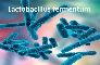 Bán Nguyên liệu Vách tế bào Lactobacillus fermentum - IMUMENTUM