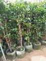 Cây Nho Thân Gỗ 12 Vụ Choai , Cây Nho Thân Gỗ 12 vụ Trưởng Thành .