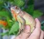 Iguana Rồng Nam Mỹ Baby Màu Đỏ