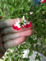Salvia ( Hotlips ) cây - sage Hàn