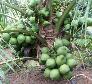 Cây dừa xiêm xanh lùn chuẩn giống F1-chuyên cung cấp cây giống F1