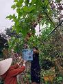 Bán cây giống cà chua thân gỗ -chuyên cung cấp cây chuẩn giống F1