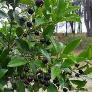 Cây cherry brazin chuẩn giống -cây cam kết chất lượng -cho năng suất cao