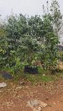 Cây hồng đen socola to-cây dáng siêu đẹp-cây cho năng suất coa