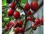 Cây cà chua thân gỗ chuẩn giống-Cây cho siêu nhiều trái
