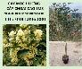 Cây mộc hương choai cao 1m3 siêu chuẩn giống-cây đẹp