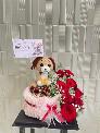 Hộp quà Cherry cún Puppy len cute quà sinh nhật Happy Birthday - FSNK552