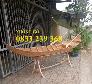 Thuyền gỗ trưng hải sản 3m, Xuồng gỗ trưng hải sản 4m mới