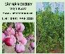 Cây mận cherry Việt Nam -Cây cho năng suất cao