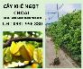 Cây khế ngọt choai -cây cho năng suất cao