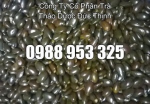 cây nở ngày đất chữa bệnh gout