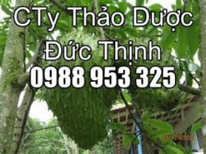 cây nở ngày đất chữa bệnh gout