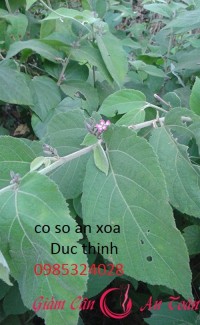 Cây an xoa