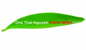 Chè Thái Nguyên Hảo Hạng PHÚC MINH