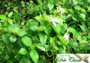 Chè vằng tốt cho phụ nữ khi sinh con
