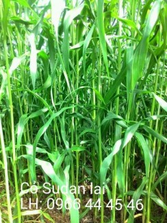 Cỏ Su dan lai: cho bò dê thỏ cá.