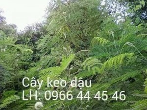Keo dậu: Cho Dê, thỏ